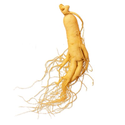 Sveži ginseng  - CHANGBAI