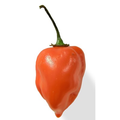 Rdeči habanero sveži